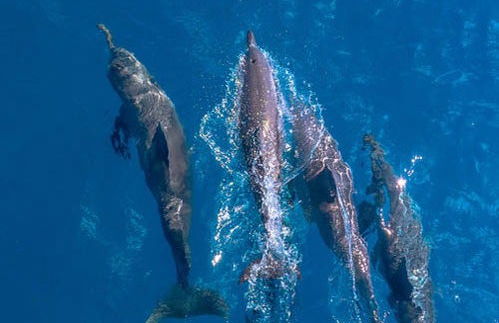 Snorkel en la Gran Barrera de Coral - Foto 3