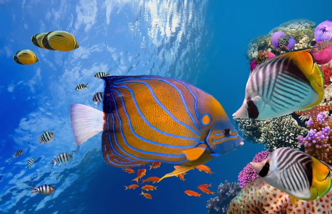 Great Barrier Reef Snorkeling Experience - Foto 6