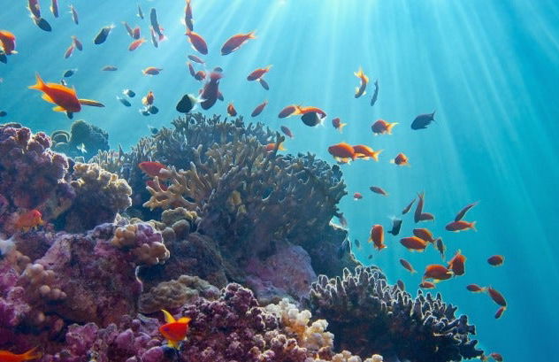 Snorkel en la Gran Barrera de Coral - Foto 7