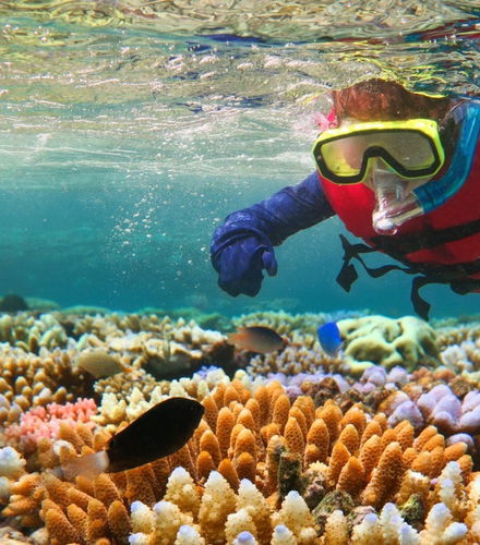 Foto de Snorkel en la Gran Barrera de Coral