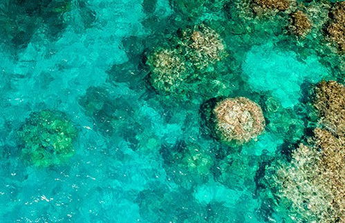 Snorkel en la Gran Barrera de Coral - Foto 4