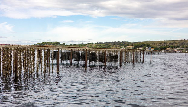 Tour del vino e dell'ostrica - Foto 2