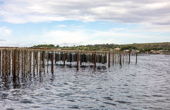 Montpellier Wine + Oyster Tasting Tour - Photo 2