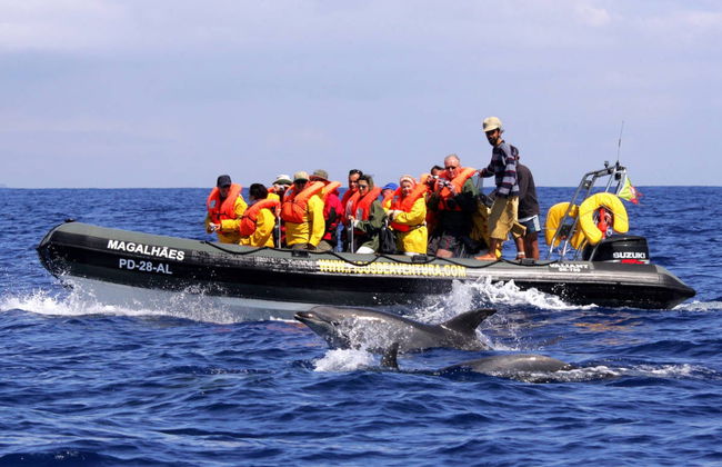 Nadar com golfinhos na Terceira - Foto 2
