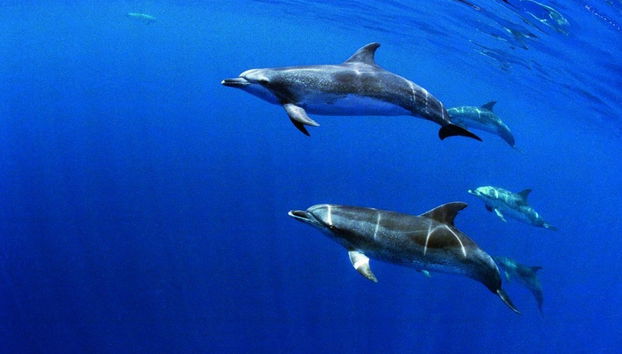 Nage avec des dauphins à Terceira - Photo 4