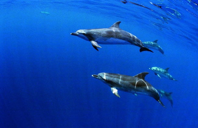 Nage avec des dauphins à Terceira - Photo 2