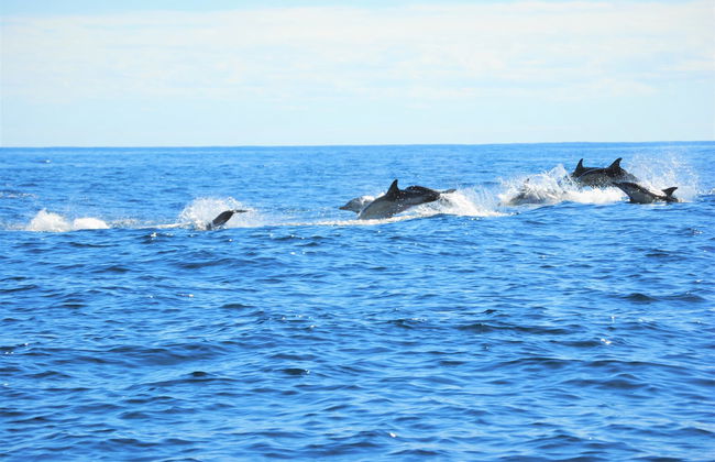 Nadar com golfinhos na Terceira - Foto 7