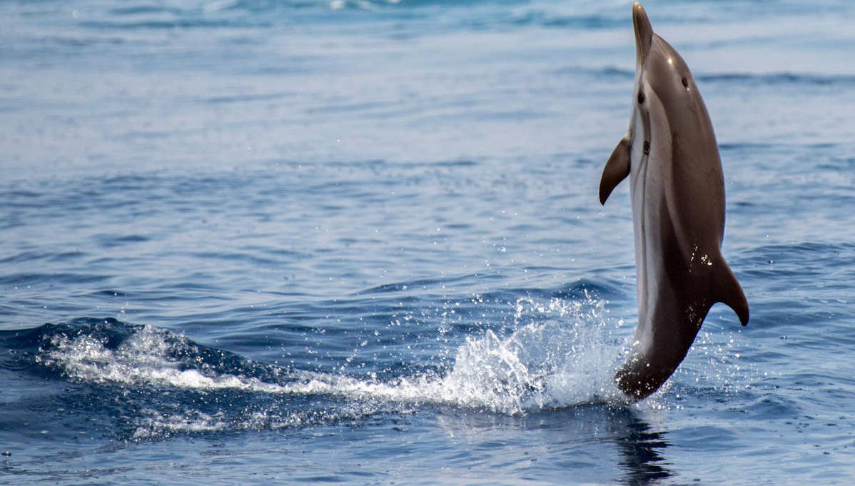 Nage avec des dauphins à Terceira - Photo 1