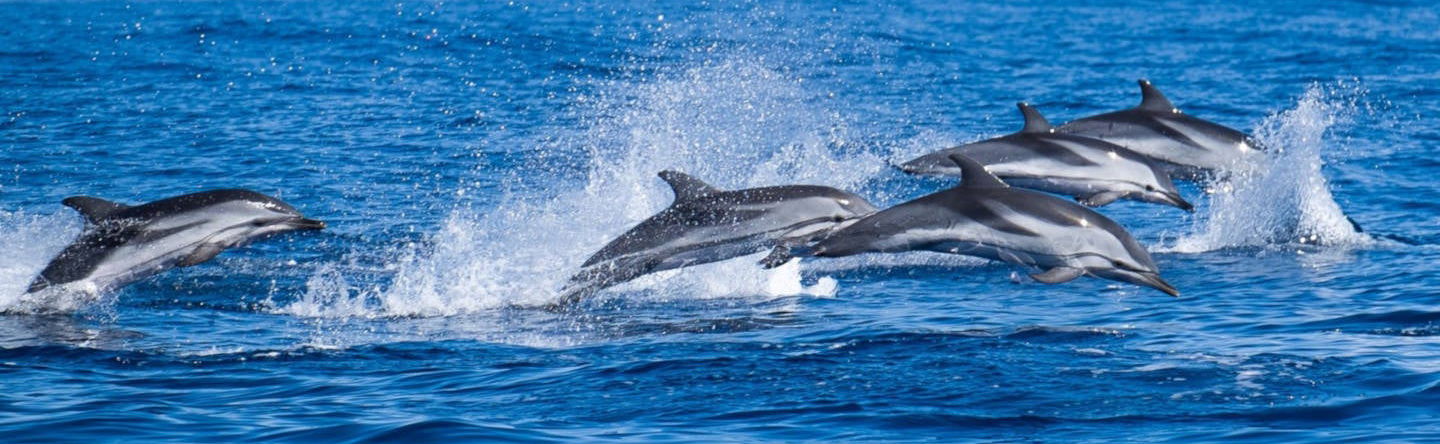 Swimming with Dolphins in Sao Miguel - Photo 1
