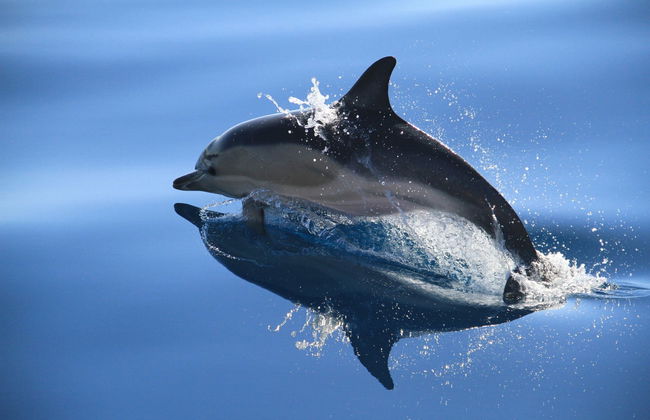 Nadar com golfinhos na Terceira - Foto 6