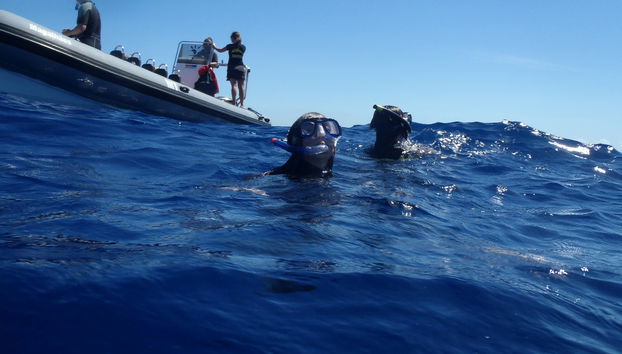 Nage avec les dauphins à São Miguel - Photo 4