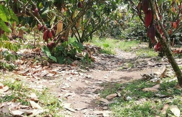 Tour del cacao por la finca El Argel - Foto 7