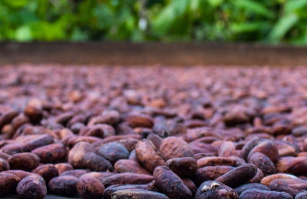 Tour del cacao por la finca El Argel - Foto 7