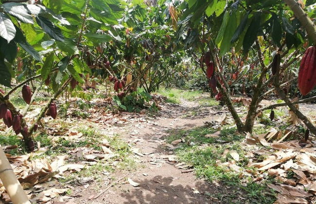 Tour del cacao por la finca El Argel - Foto 4