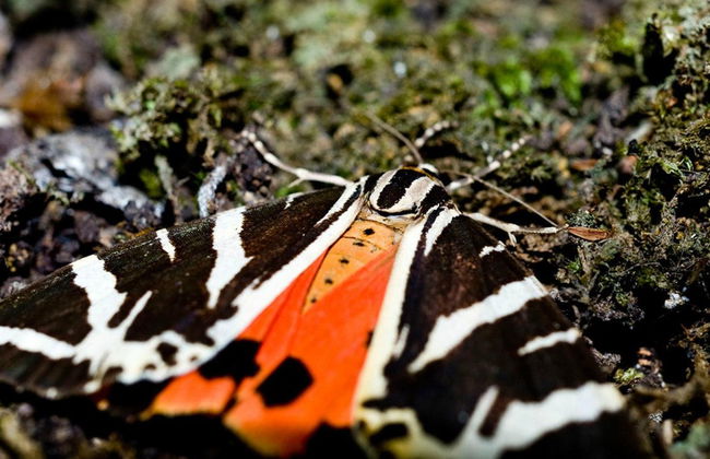 Excursión a la colina Filerimos y valle de las Mariposas - Foto 3