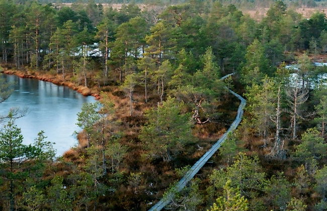 Paseo con raquetas de nieve por los bosques de Tallin - Foto 4