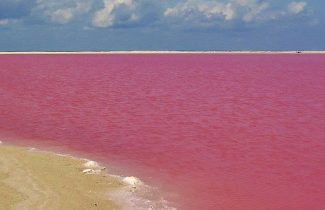 Excursión a Las Coloradas y río Lagartos - Foto 20
