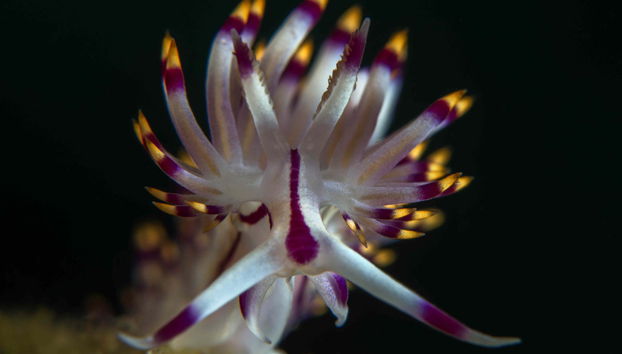 Buceo en Bodrum - Foto 4