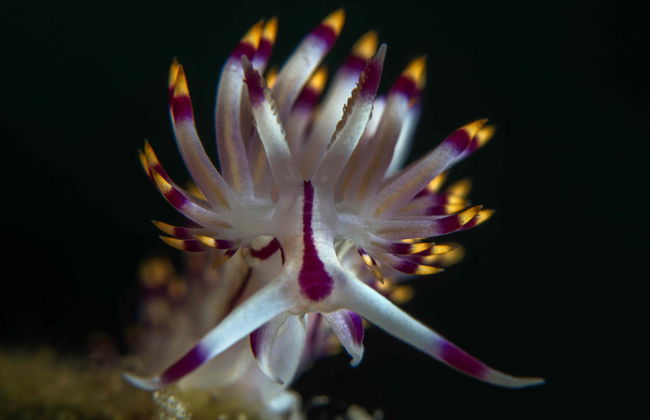 Scuba Diving in Bodrum - Foto 4