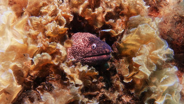 Buceo en Bodrum - Foto 2
