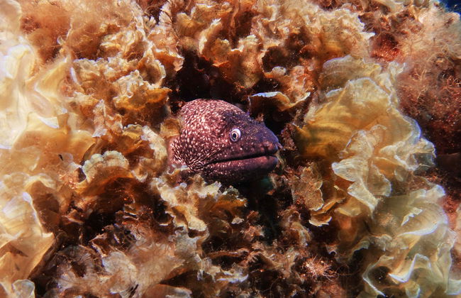 Scuba Diving in Bodrum - Foto 2