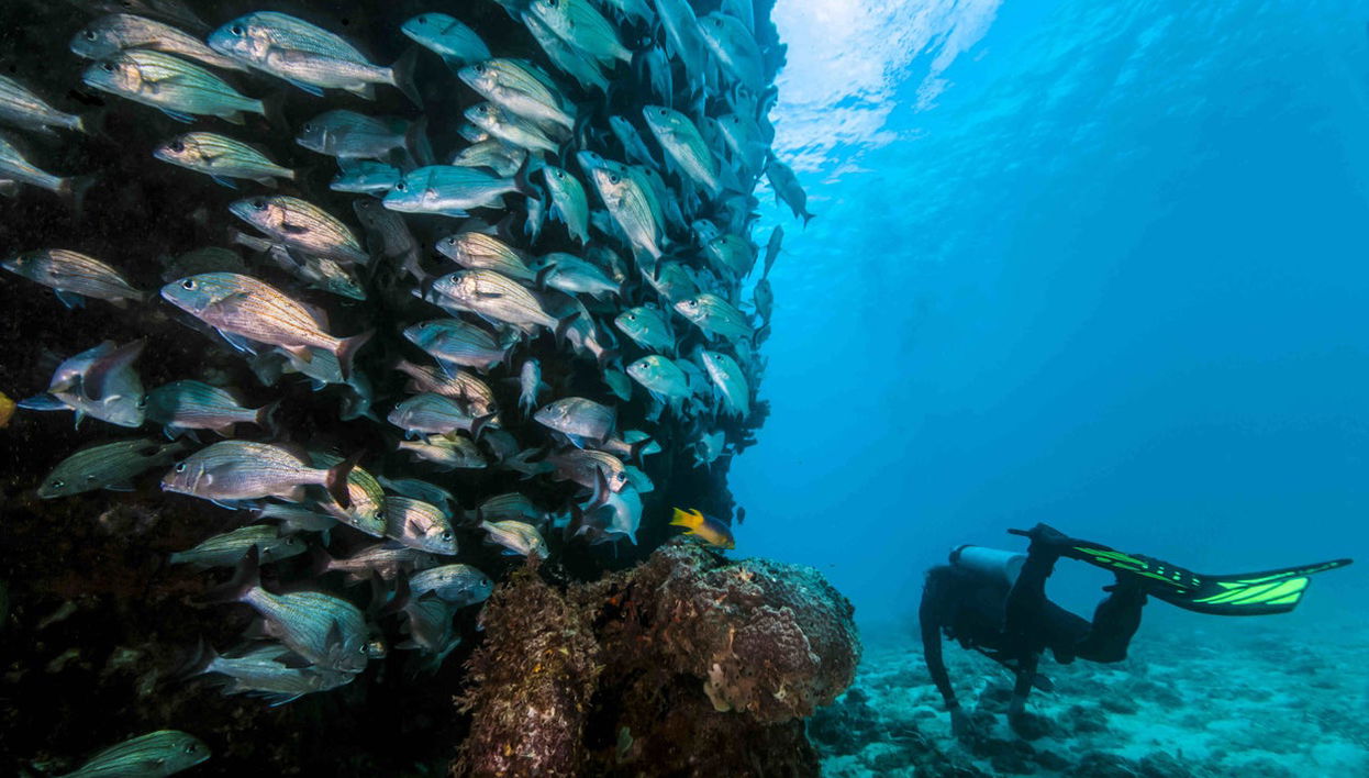 Buceo en Bodrum - Foto 1