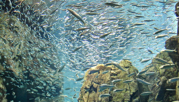 Buceo en Bodrum - Foto 5