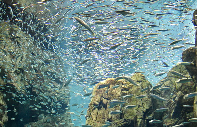 Scuba Diving in Bodrum - Foto 5