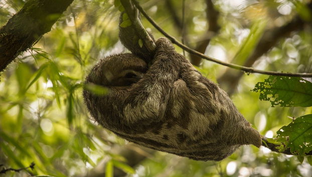 Pacaya Samiria 3 or 4-Day Tour - Photo 3