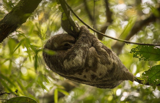 Pacaya Samiria 3 Day Tour - Foto 1