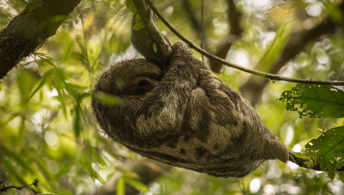 Pacaya Samiria 3 Day Tour - Foto 1