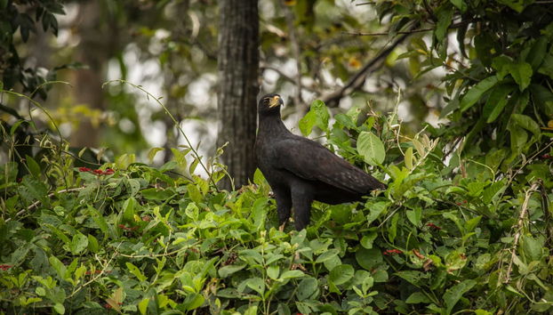 Pacaya Samiria 3 Day Tour - Foto 2