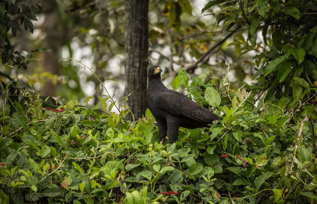 Pacaya Samiria 3 Day Tour - Foto 2