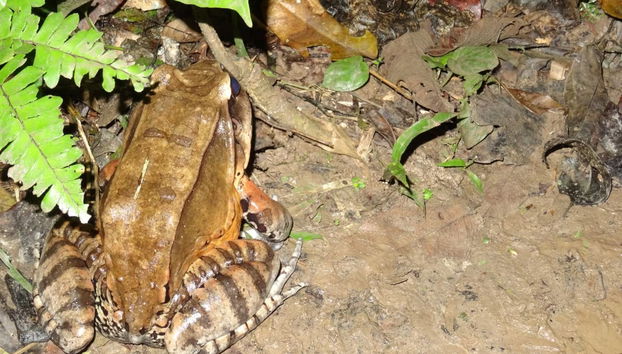 Pacaya Samiria 3 Day Tour - Foto 5