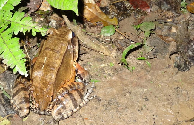 Pacaya Samiria 3 Day Tour - Foto 5