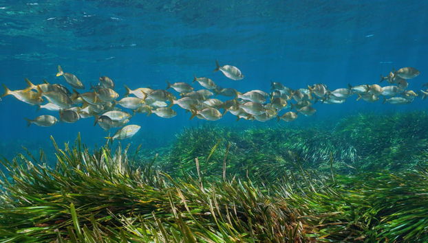 Snorkel en Cabo de Gata - Foto 2