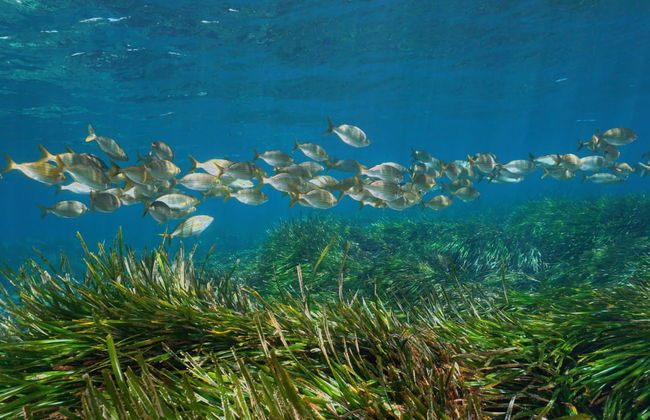 Snorkel en Cabo de Gata - Foto 2