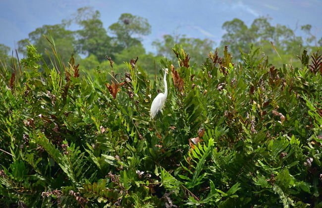 Excursión a Río Negro y Cataratas YS - Foto 1