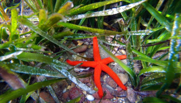 Kayak en el Cabo de Gata - Foto 4