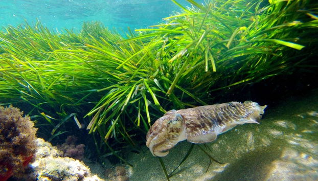 Kayak en el Cabo de Gata - Foto 5