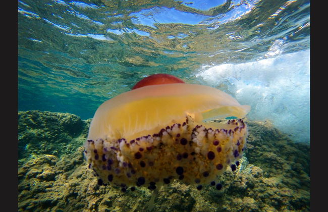 Kayak en el Cabo de Gata - Foto 16