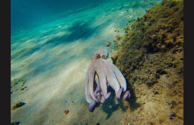Kayak en el Cabo de Gata - Foto 15