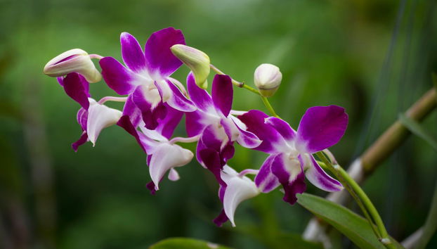 Nadi Guided Tour and Sabeto Mud Bath - Foto 3