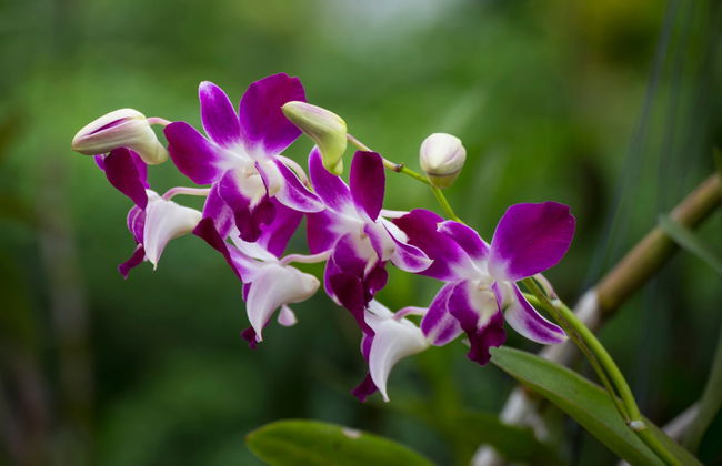 Nadi Guided Tour and Sabeto Mud Bath - Foto 3