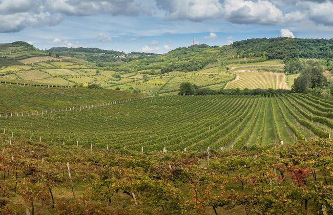 Tour delle cantine di Bento Gonçalves e Garibaldi - Foto 8