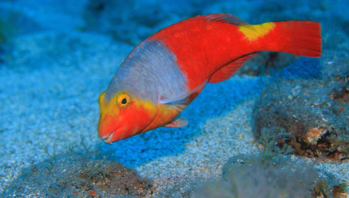 Papagayo Beach Electric Paddle Surf & Snorkeling Tour - Photo 1