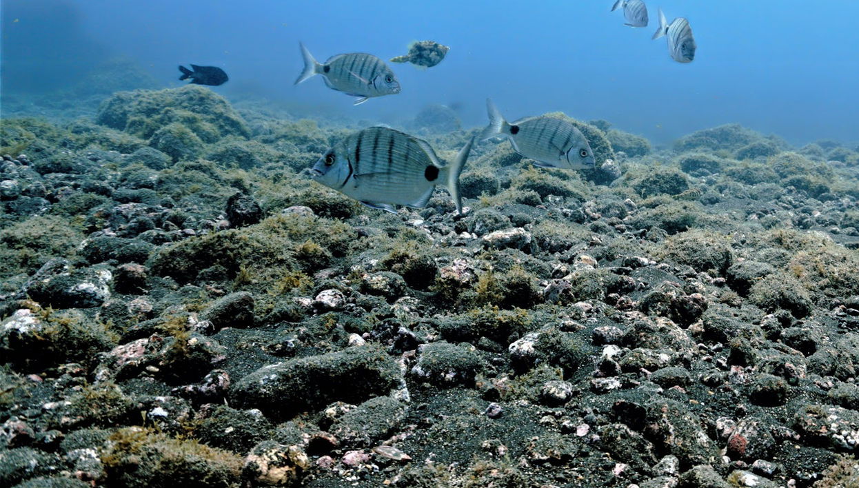 Malpaís de Rasca Boat Trip & Snorkelling - Photo 1