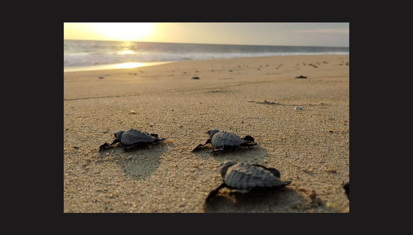 Turtle Release + Laguna de Manialtepec Evening Tour - Foto 2
