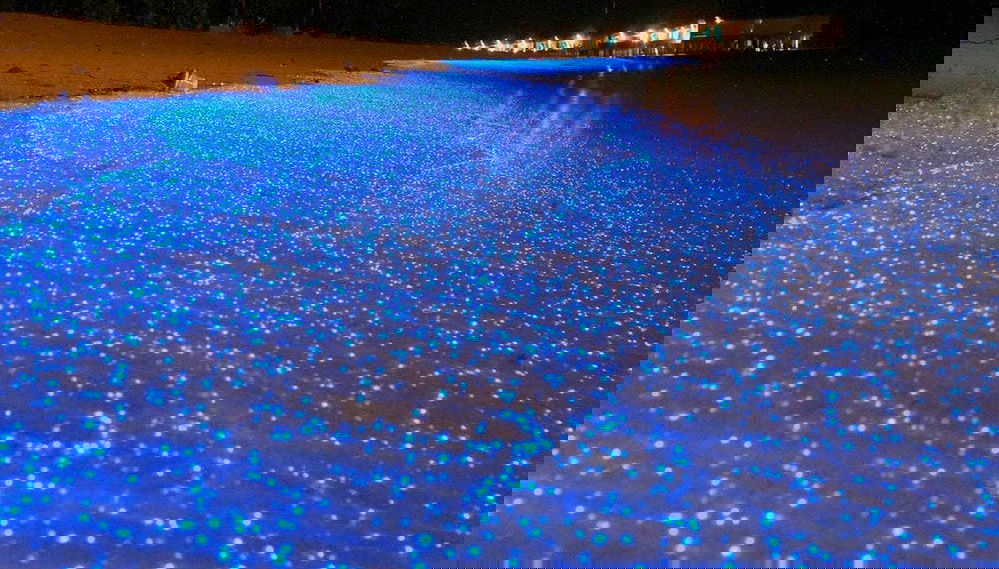 Turtle Release + Laguna de Manialtepec Evening Tour - Foto 1