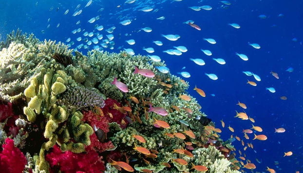 Kayak y snorkel en la bahía de Biesanz - Foto 3
